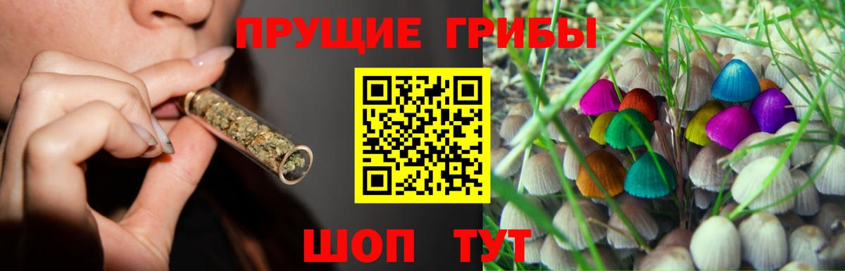 Псилоцибиновые грибы Psilocybe Волгоград